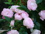 Pearl Anniversary rose photo