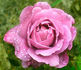 Deutsche Welle ® rose photo