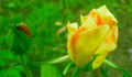 Frau E. Weigand rose photo