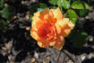 Gold Glow Bronze Sport rose photo