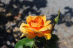 Gold Glow Bronze Sport rose photo