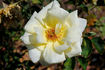 Lily Pons rose photo