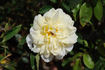 Swantje rose photo