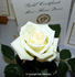 Whirlaway ™ rose photo