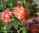 Chocolate Ruffles rose photo
