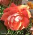 Chocolate Ruffles rose photo