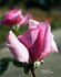 Unforgettable ® rose photo