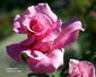 Unforgettable ® rose photo