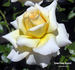 Something Special rose photo