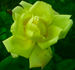 Frau E. Weigand rose photo
