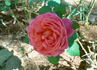 Star of the Nile ™ rose photo