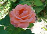 Sanka rose photo