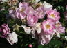 Mignonette rose photo