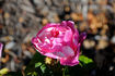 Cee Dee Moss rose photo