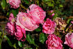 Cee Dee Moss rose photo