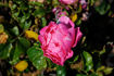 Cee Dee Moss rose photo