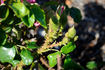 Cee Dee Moss rose photo