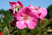 Frances Ashton rose photo