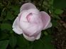 Princess of Wales rose photo