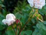 Annie Vibert rose photo