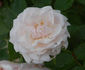 Annie Vibert rose photo