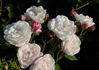 Annie Vibert rose photo