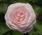 Annie Vibert rose photo