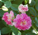 Aristide Briand rose photo