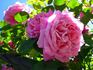 Pink Peace, Cl. ® rose photo