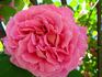 Pink Peace, Cl. ® rose photo