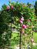 Pink Peace, Cl. ® rose photo
