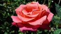 O'Rilla rose photo