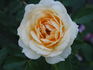 JoycieKordesii rose photo