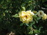 JoycieKordesii rose photo