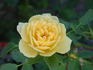 JoycieKordesii rose photo