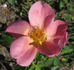 Colette Clémente rose photo
