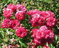 Red Wand rose photo