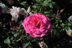 Alliance rose photo