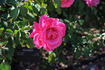 Alliance rose photo