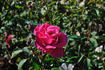 Alliance rose photo