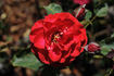 Bastei rose photo