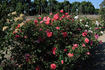 City of Leeds rose photo