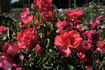 City of Leeds rose photo