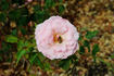 Drummer Boy rose photo