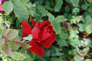 Gloire de Hollande rose photo