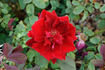 Gloire de Hollande rose photo