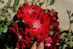 Hamburg rose photo