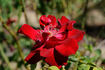 Hamburg rose photo