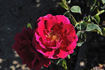 Kitchener of Khartoum rose photo
