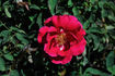 Kitchener of Khartoum rose photo